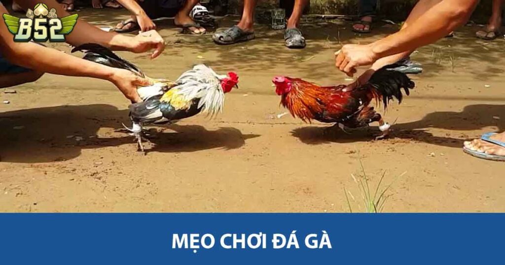 Mẹo chơi đá gà